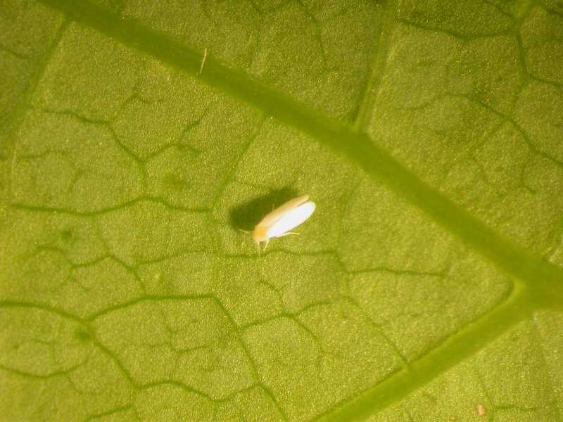 Whitefly indoors